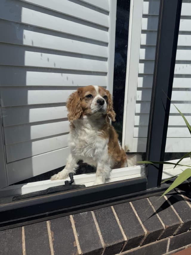 Riley sitting by the window